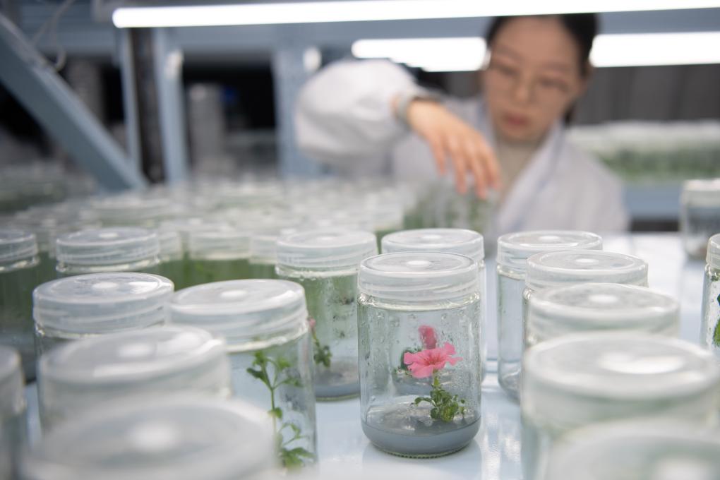 神奇場景照進現實 創新科技讓植物“發光”——生物科技產品的研發